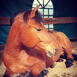 Vorschaubild Nr. 2 zu Reitbeteiligung in 4704 Niederbipp