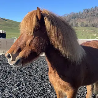 Vorschaubild Nr. 2 zu Reitbeteiligung in 4207 Bretzwil