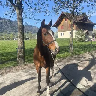 Vorschaubild Nr. 1 zu Reitbeteiligung in 8717 Benken SG