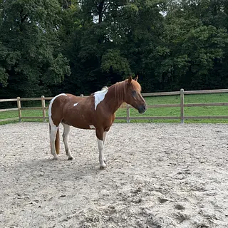 Vorschaubild Nr. 1 zu Reitbeteiligung in 6212 St. Erhard