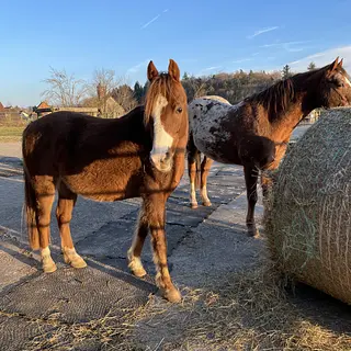 Vorschaubild Nr. 2 zu Reitbeteiligung in 8465 Rudolfingen