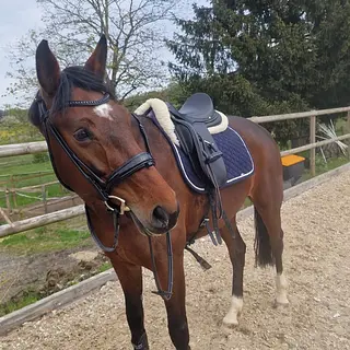 Vorschaubild Nr. 2 zu Reitbeteiligung in 8913 Ottenbach