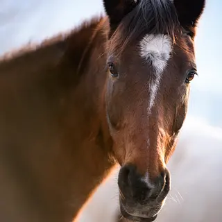 Vorschaubild Nr. 2 zu Reitbeteiligung in 8717 Benken SG