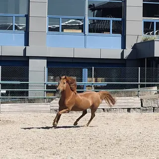 Vorschaubild Nr. 2 zu Reitbeteiligung in 8832 Wollerau