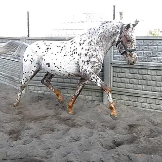 Vorschaubild Nr. 2 zu Reitbeteiligung in 3324 Hindelbank