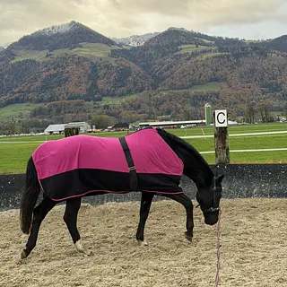 Vorschaubild Nr. 1 zu Reitbeteiligung in 8717 Benken SG