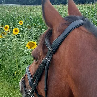 Vorschaubild Nr. 1 zu Reitbeteiligung in 9313 Muolen