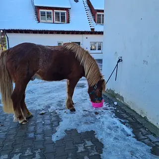 Vorschaubild Nr. 1 zu Reitbeteiligung in 8260 Stein am Rhein