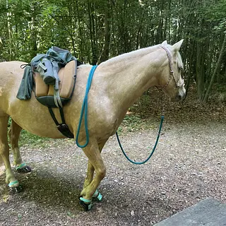 Vorschaubild Nr. 2 zu Reitbeteiligung in 3503 Gysenstein