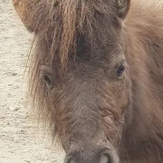 Vorschaubild Nr. 1 zu Reitbeteiligung in 8051 Zürich
