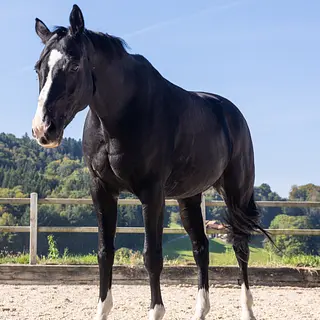 Vorschaubild Nr. 2 zu Reitbeteiligung in 3204 Rosshäusern