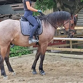Vorschaubild Nr. 1 zu Reitbeteiligung in 6143 Ohmstal