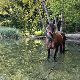 Vorschaubild Nr. 1 zu Reitbeteiligung in 8105 Regensdorf