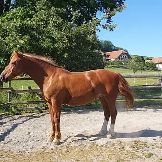 Vorschaubild Nr. 0 zu Reitbeteiligung in 3132 Riggisberg