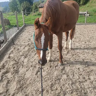 Vorschaubild Nr. 1 zu Reitbeteiligung in 8732 Neuhaus SG