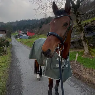 Vorschaubild Nr. 2 zu Reitbeteiligung in 8890 Flums