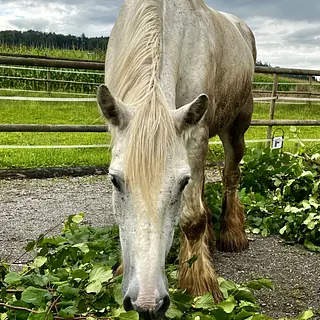 Vorschaubild Nr. 2 zu Reitbeteiligung in 8932 Mettmenstetten