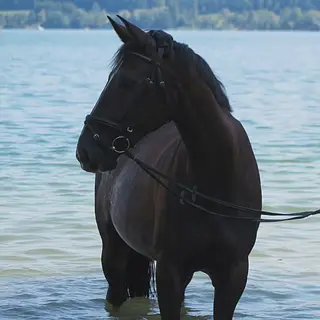 Vorschaubild Nr. 2 zu Reitbeteiligung in 6017 Ruswil