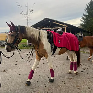 Vorschaubild Nr. 1 zu Reitbeteiligung in 8864 Reichenburg