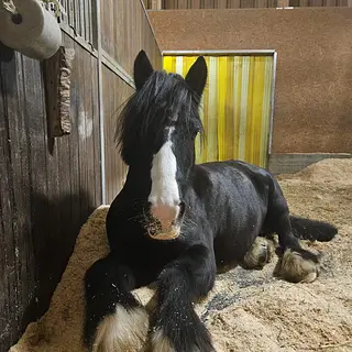 Vorschaubild Nr. 1 zu Reitbeteiligung in 8124 Maur