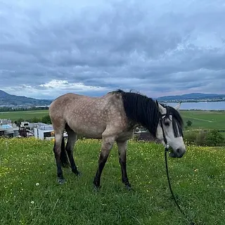 Vorschaubild Nr. 1 zu Reitbeteiligung in 8855 Wangen SZ