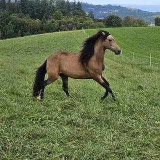 Vorschaubild Nr. 0 zu Reitbeteiligung in 3019 Bern