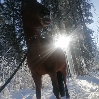 Vorschaubild Nr. 2 zu Reitbeteiligung in 4539 Rumisberg
