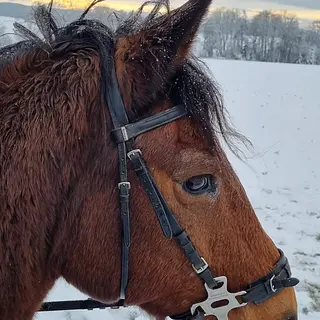Vorschaubild Nr. 1 zu Reitbeteiligung in 4105 Biel-Benken BL