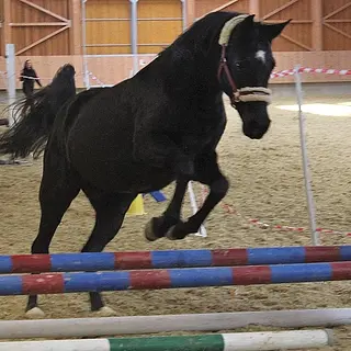 Vorschaubild Nr. 1 zu Reitbeteiligung in 6205 Eich