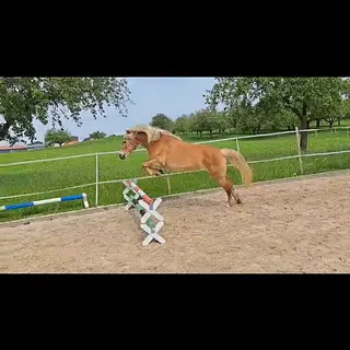 Vorschaubild Nr. 1 zu Reitbeteiligung in 9306 Freidorf TG
