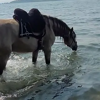 Vorschaubild Nr. 2 zu Reitbeteiligung in 8856 Tuggen
