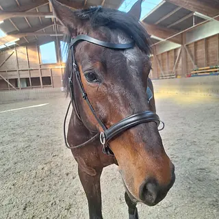 Vorschaubild Nr. 1 zu Reitbeteiligung in 5600 Lenzburg