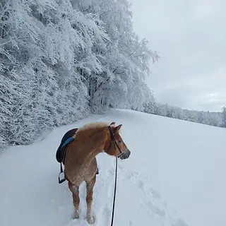 Vorschaubild Nr. 2 zu Reitbeteiligung in 5412 Gebenstorf