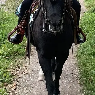 Vorschaubild Nr. 2 zu Reitbeteiligung in 8890 Flums