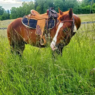 Vorschaubild Nr. 1 zu Reitbeteiligung in 8556 Wigoltingen