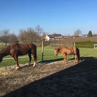 Vorschaubild Nr. 1 zu Reitbeteiligung in 9315 Winden