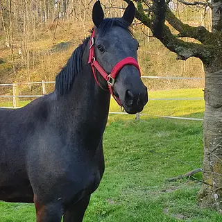 Vorschaubild Nr. 1 zu Reitbeteiligung in 5013 Niedergösgen