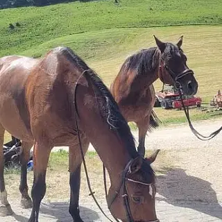 Vorschaubild Nr. 2 zu Reitbeteiligung in 4535 Hubersdorf