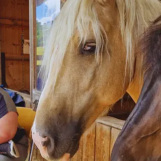 Vorschaubild Nr. 1 zu Reitbeteiligung in 5044 Schlossrued