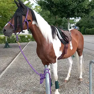Vorschaubild Nr. 1 zu Reitbeteiligung in 8340 Hinwil