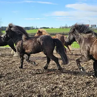 Vorschaubild Nr. 1 zu Reitbeteiligung in 8926 Kappel am Albis