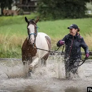 Vorschaubild Nr. 2 zu Reitbeteiligung in 8909 Zwillikon