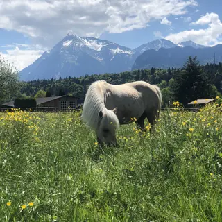 Vorschaubild Nr. 2 zu Reitbeteiligung in 3646 Einigen