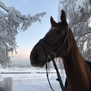 Vorschaubild Nr. 1 zu Reitbeteiligung in 8127 Forch