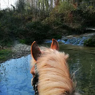 Vorschaubild Nr. 2 zu Reitbeteiligung in 8585 Langrickenbach