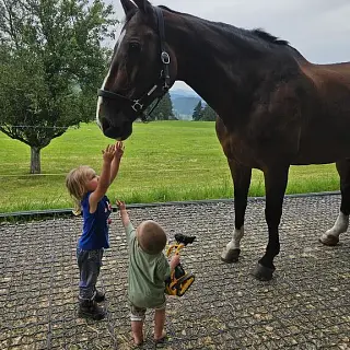 Vorschaubild Nr. 1 zu Reitbeteiligung in 9622 Krinau