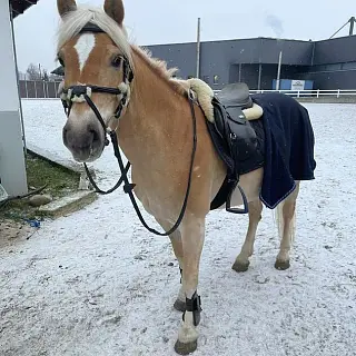 Vorschaubild Nr. 1 zu Reitbeteiligung in 8157 Dielsdorf