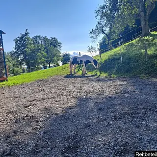 Vorschaubild Nr. 1 zu Reitbeteiligung in 8636 Wald ZH