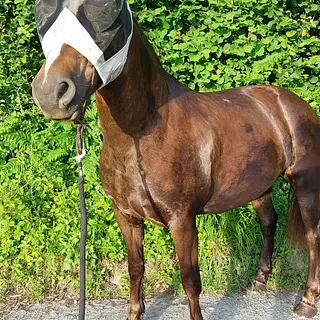 Vorschaubild Nr. 1 zu Reitbeteiligung in 8320 Fehraltorf