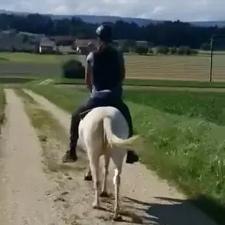 Vorschaubild Nr. 2 zu Reitbeteiligung in 8408 Winterthur